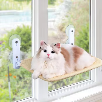 Signs Your Pet Is Truly Comfortable at Home (And How to Improve It)