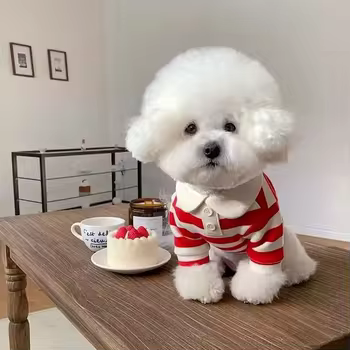 How the Right Pet Accessories Can Reduce Stress and Anxiety